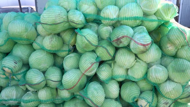 Organic white cabbage harvest close up