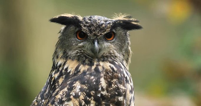 Portrait of a Eurasian Eagle-Owl in the forest