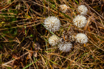 Autumn first hoarfrost on brown grass. White round grass balls, similar to dandelions. Autumn beautiful background.