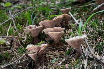 Inedible mushroom Hydnellum peckii growing in the needles in the spruce forest. Also known as...
