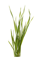 Bunch of green grass isolated on white background