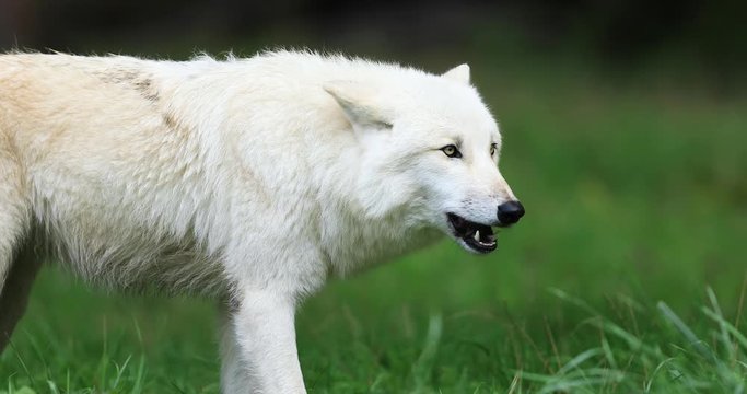 Artic wolf eating in the forest during the autumn