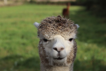 alpaca in grass