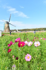 コスモスと風車