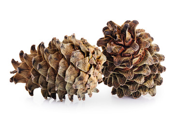 Cones of cedar pine isolated on white background.