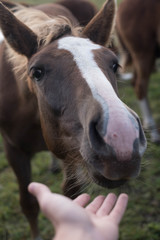 Obraz premium happy hairy horse face. Horses and humans. portrait of horse. horse head with man's hand. Touch of the friendship between man and horse in the stable.