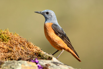 Roquero rojo