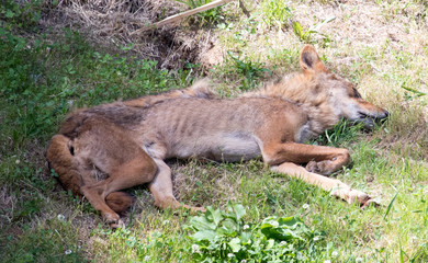 wild animals in their habitat