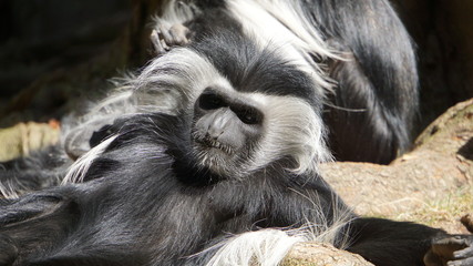 Angolan Colobus Monkey Sunbathing & Relaxing