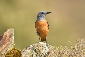 Roquero rojo