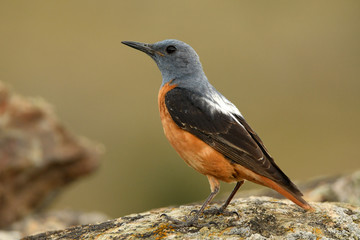 Roquero rojo
