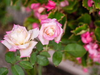  rose / cultivars / Hugo roller /ヒューゴローラー
