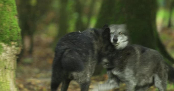 Timberwolf playing in the forest