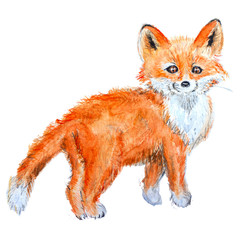 Obraz premium red fox isolated on white background