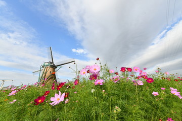 コスモスと風車