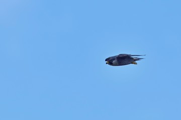 大空バックに悠然と飛ぶ胸の模様がきれいなハヤブサメス