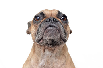 Obraz premium Portrait of a brown French Bulldog with comical facial expression on white background 
