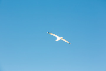 Fototapeta na wymiar Flying seagulls against blue sky