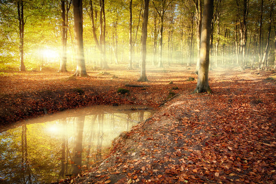 Autumn forest sunrise with pond reflection