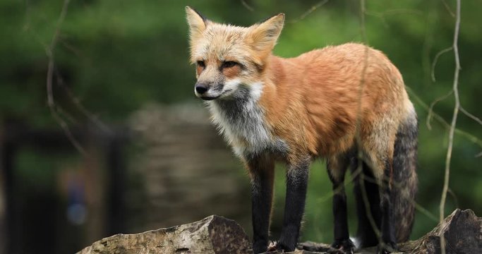 Portrait of a Red fox in the forest during the autumn