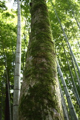 Fototapeta premium 幹に生えた苔