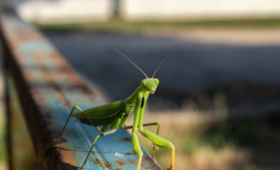 A green praying mantis siting on a blue rusty old railing