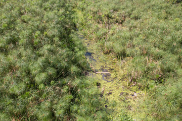 Close up of Dense Papyrus Reeds Growing in Shallows