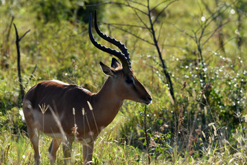 south african antelopes on table mountain