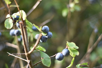 Schlehen, Schlehdorn (Prunus spinosa)