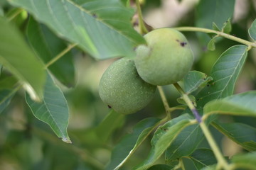 Echte Walnuss (Juglans regia) - grüne Fruchthüllen