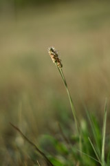 Wildblumenwiese