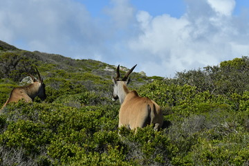 south african antelopes on table mountain