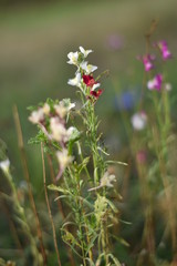 Wildblumenwiese