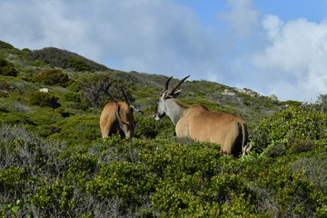 south african antelopes on table mountain
