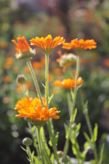 yellow flowers in garden