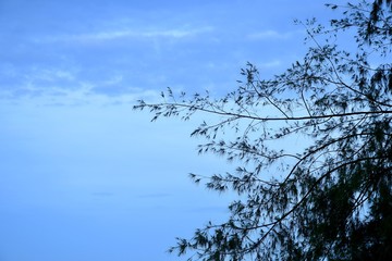 tree and sky