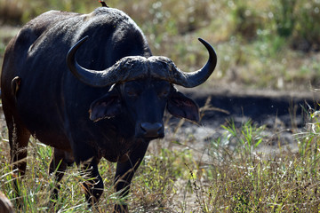 south african buffalo on table mountain