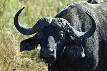 Fototapeta premium south african buffalo on table mountain