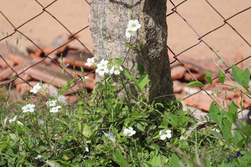 small white lily / flora flowers on the garden and steel wire fence with stone on the background