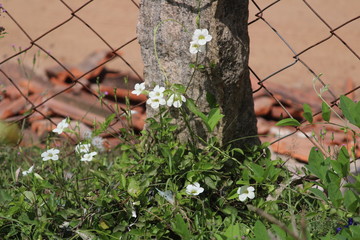 small white lily / flora flowers on the garden and steel wire fence with stone on the background