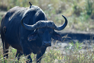 south african buffalo on table mountain