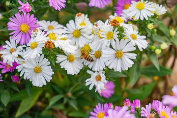 Obraz premium A bee on a chrysanthemum extracts nectar to make sweet honey.