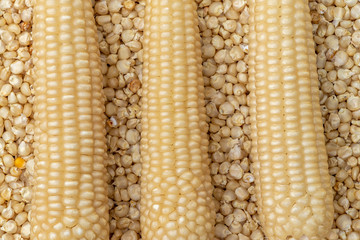 Dried Corn or Maiza texture and background.