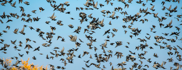 Autumn sky with flock of bird