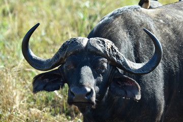 south african buffalo on table mountain