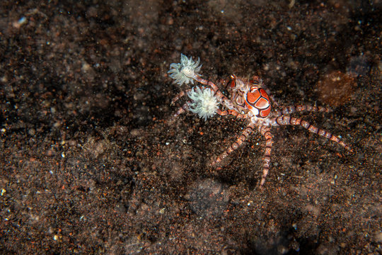 Boxer crab underwater close up portrait macro