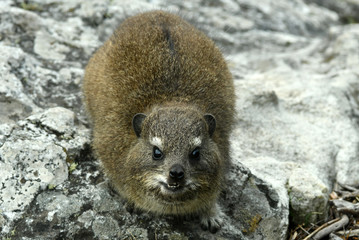 south african capan dams on table mountain