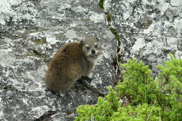 south african capan dams on table mountain
