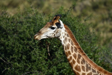 south african giraffes in a national park