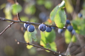 Schlehen, Schlehdorn (Prunus spinosa)